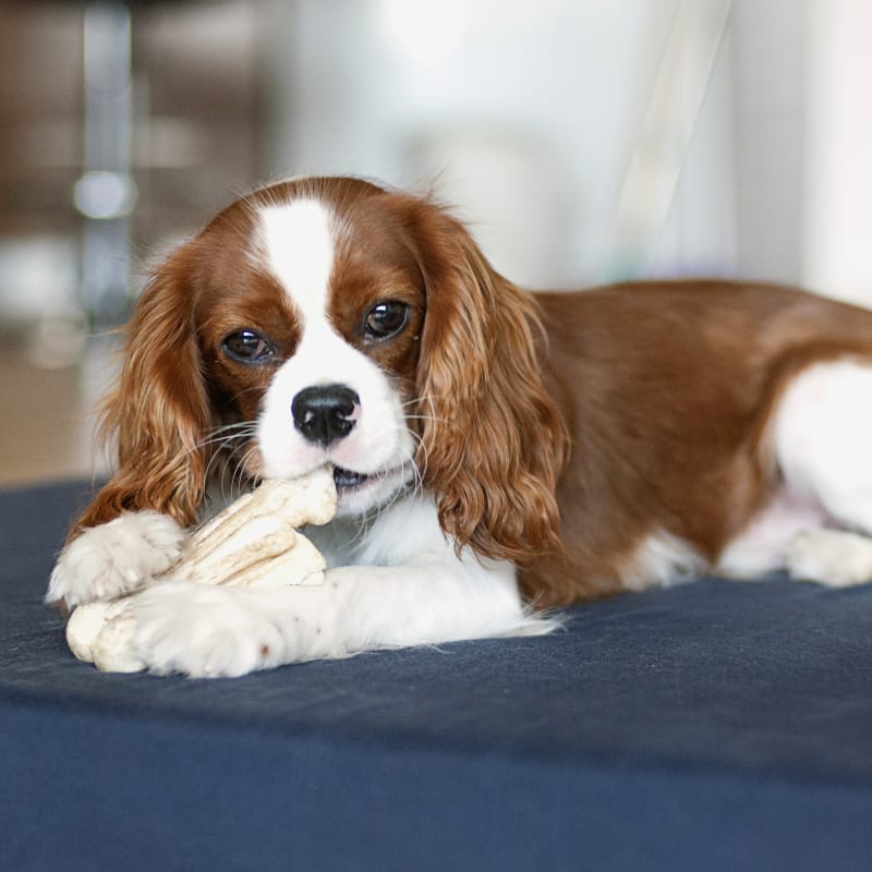 Pet Dental Care at Stockton Vet