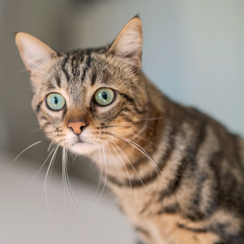 Cat & Dog Wellness Exams in Stockton