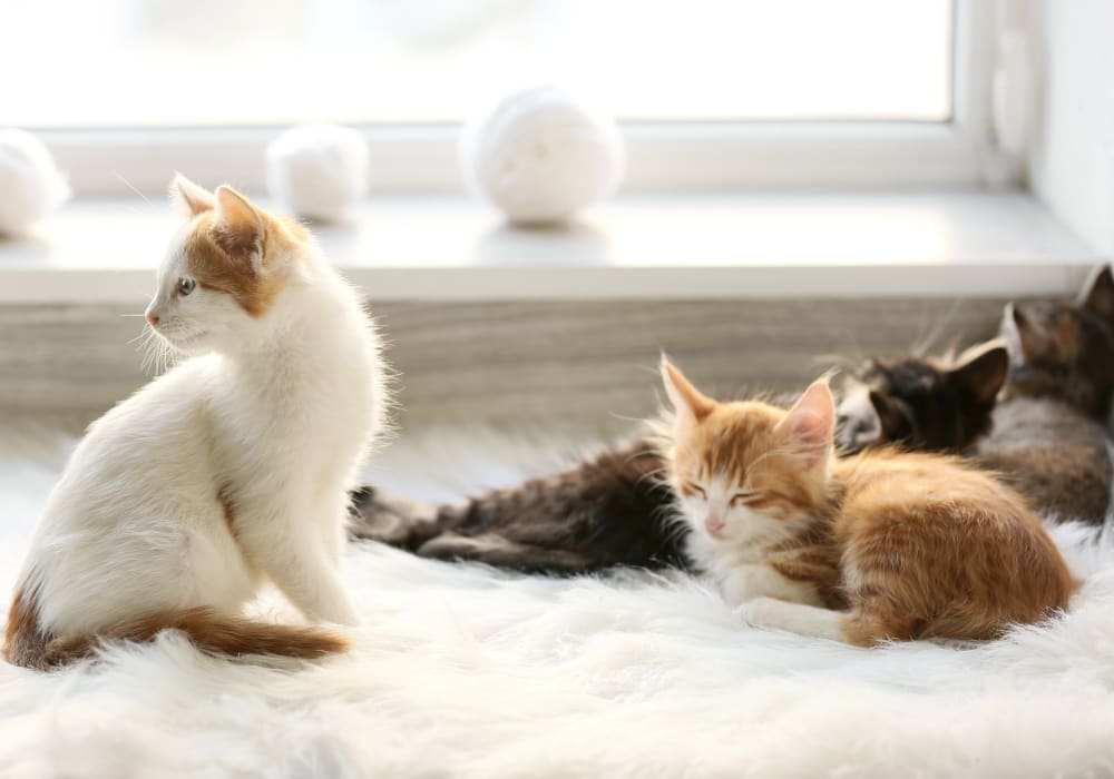 to Rosemarie Pet Hospital Animal Clinic in Stockton