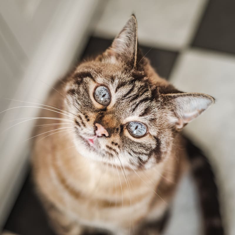 Veterinary Diagnostic Laboratory, Stockton Vet
