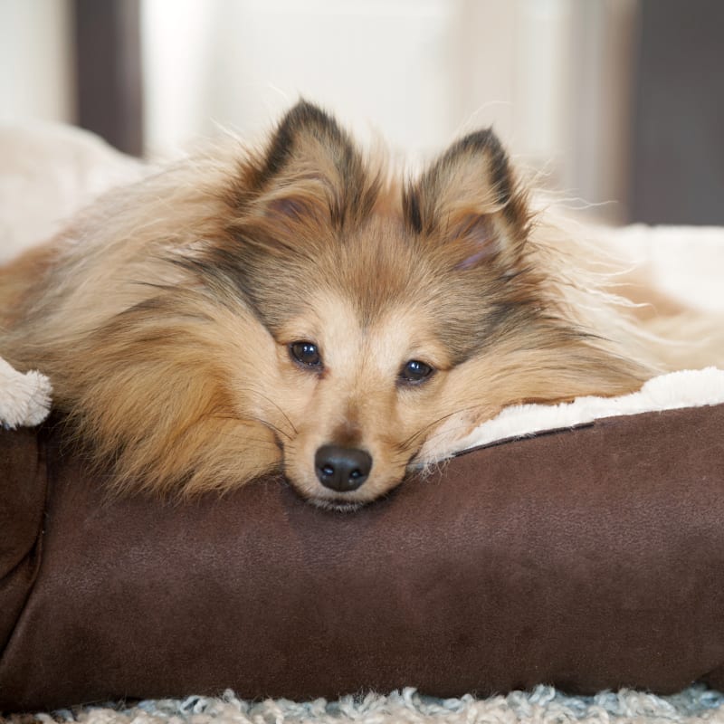 veterinary diagnostic tests, Stockton Vet