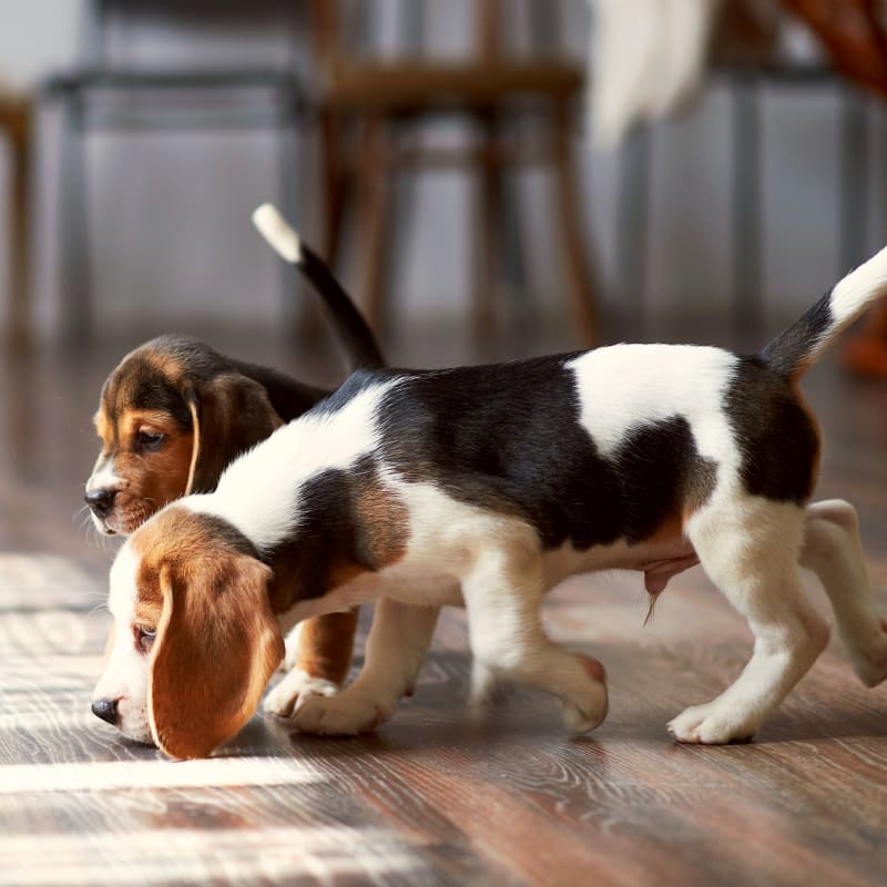 Puppy & Kitten Veterinarians